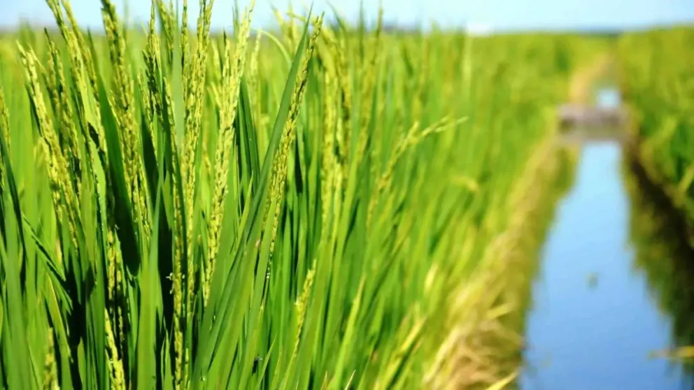 La Bolsa de Cereales reportó que la producción de arroz caería un 19% en Entre Ríos