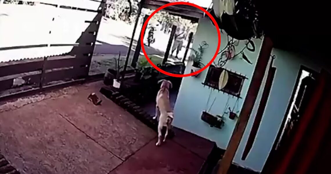 Horror en Misiones: un prestamista asesinó a tiros a un mecánico en medio de una discusión por una deudaOcurrió este lunes en la ciudad de San Pedro. Una cámara de seguridad ubicada en el domicilio de la víctima registró la discusión previa y el momento en que el asesino ejecutó a Daniel Kaiser. IMÁGENES SENSIBLES