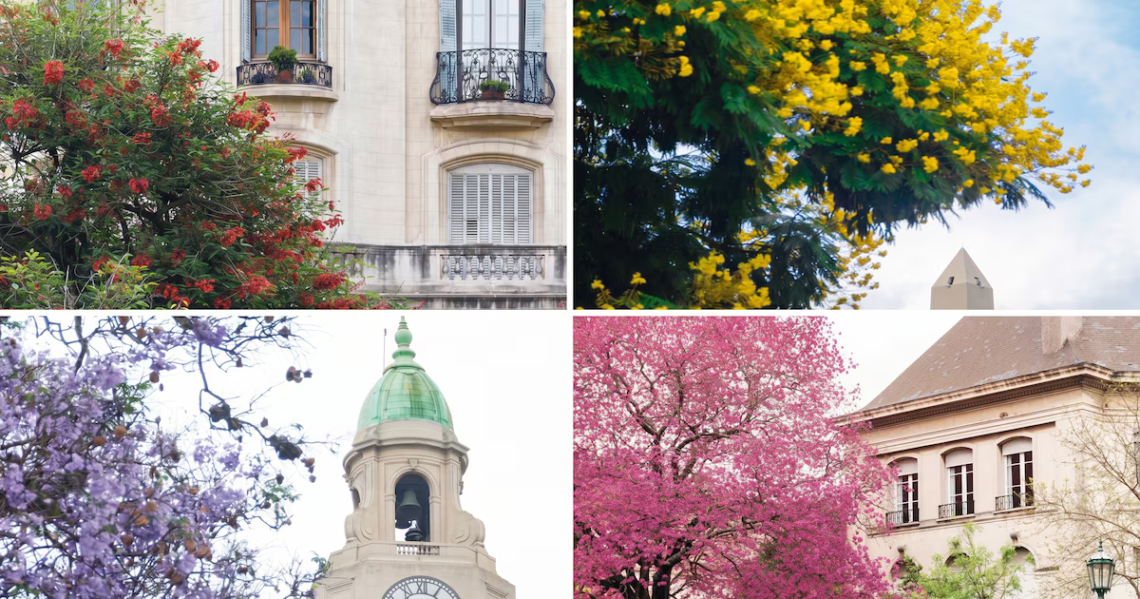 Los cuatro colores que marcan el ritmo de los que viven en Buenos Aires aunque no todos les presten atenciónLa paleta cromática de la flora porteña va del rosa al rojo, luego al violeta, y finalmente al amarillo. En medio de “la Ciudad de la Furia”, esa belleza está disponible para quienes quieran contemplarla