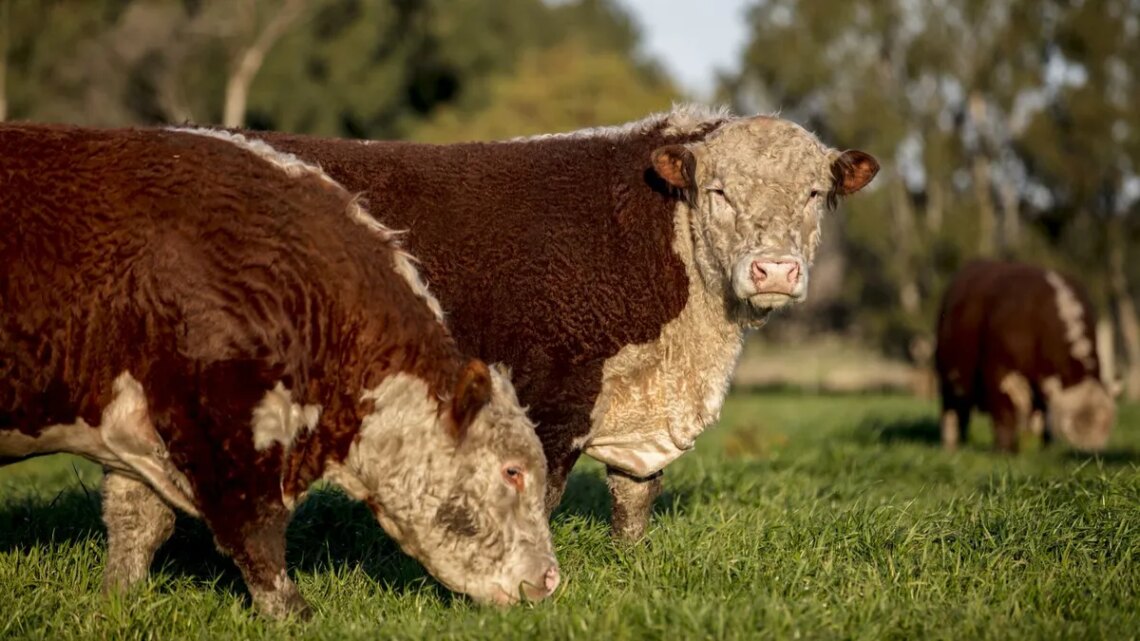 Carne: la Unión Europea endurece controles y apuran el registro de productores argentinos