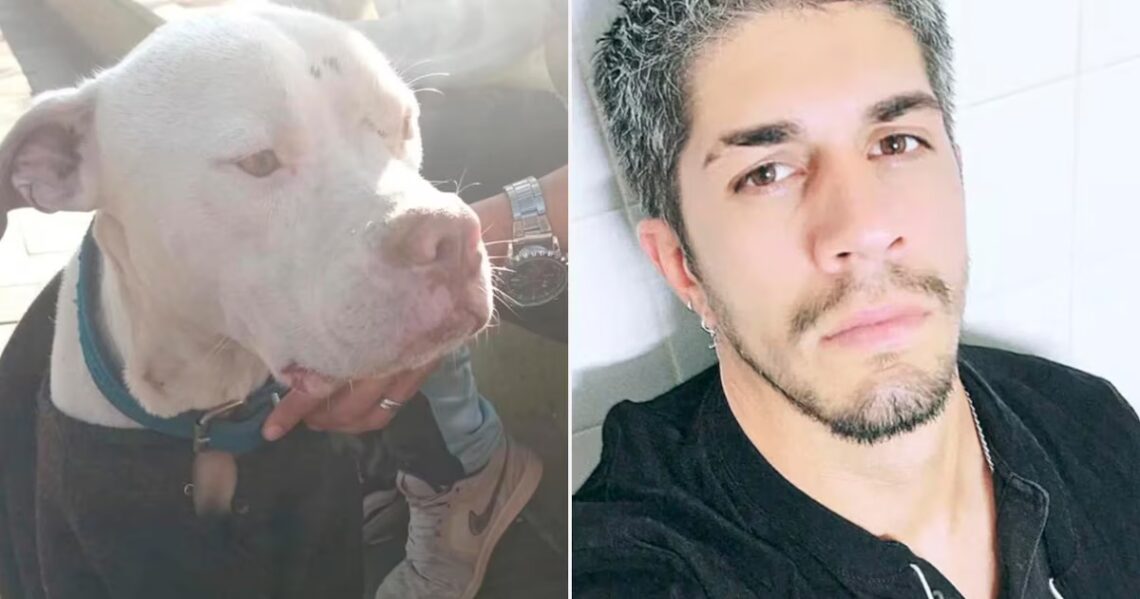 Desnutrido y abandonado: cómo fue el rescate del dogo argentino que Claudio Barrelier tenía en la casa donde habría asesinado a Agostina Vega“Agosto”, nombre que le pusieron en memoria de la menor, se encontraba en el domicilio del principal sospechoso del crimen y fue auxiliado por voluntarios de Hocicos Felices, una asociación civil que ahora recauda fondos para afrontar los gastos de su recuperación